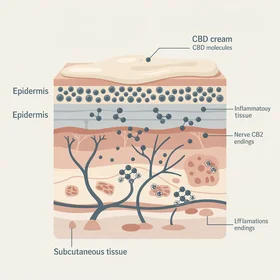 Topical CBD skin penetration layers